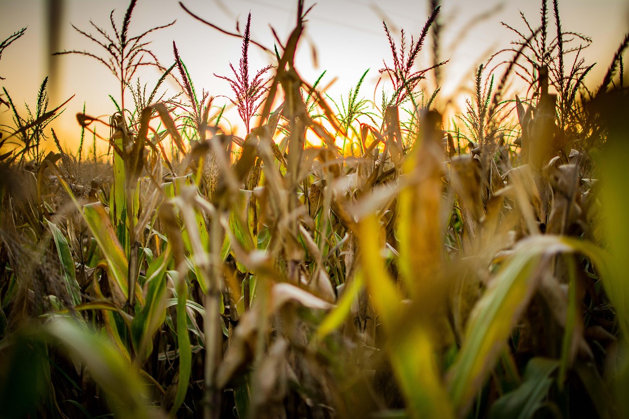 corn, agro, field, agronomy, argentina, green, afternoon, sunset, nature, summer, horizon, rural, agro, agro, agro, agro, agro, agronomy