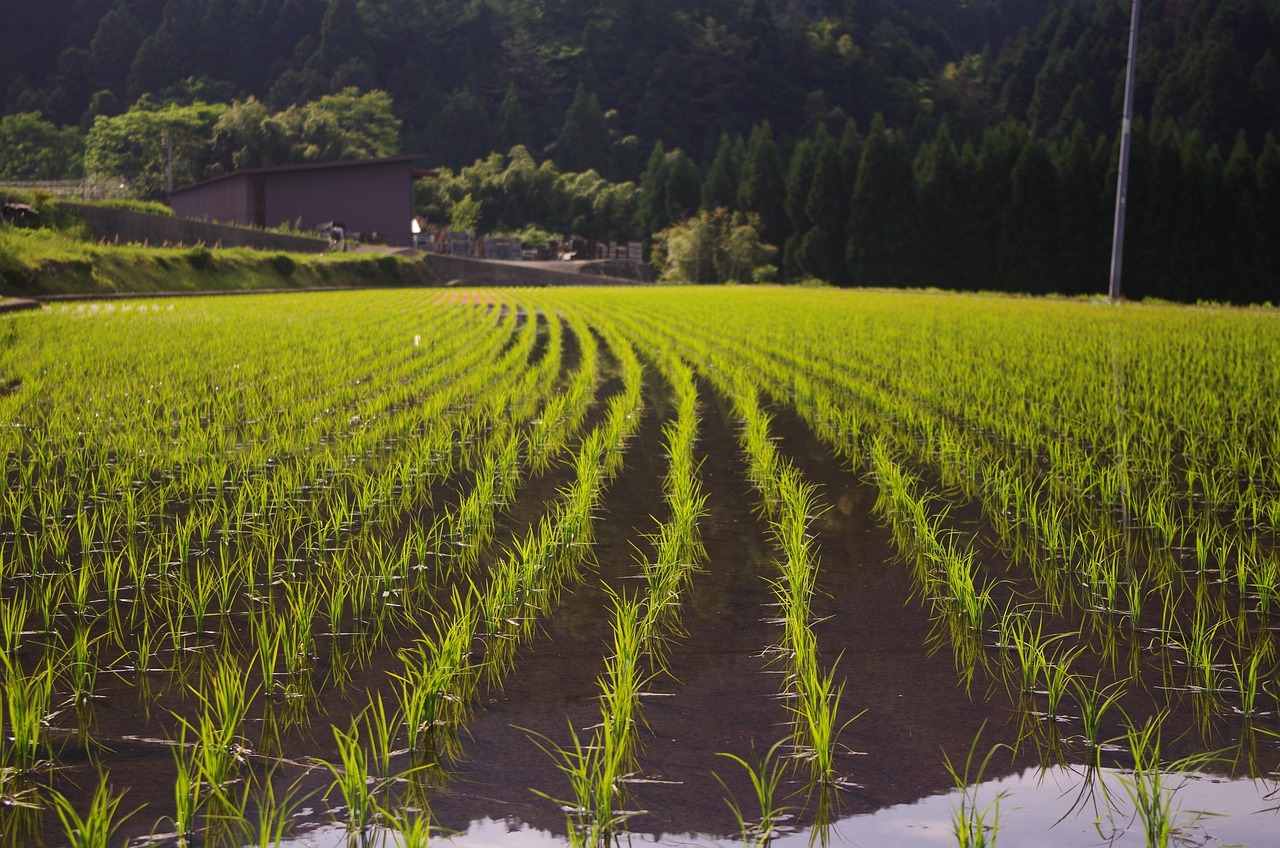 rice, rice planting, usd, rice, rice, rice, rice, rice, rice planting, rice planting